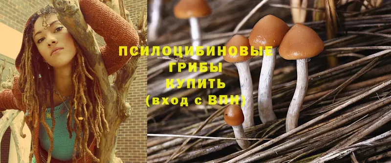 Псилоцибиновые грибы Magic Shrooms  Камень-на-Оби 